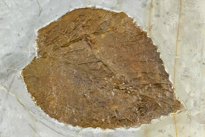 Fossil Leaf (Beringiaphyllum) - Montana #113241